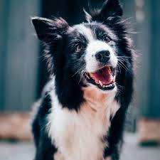Heartworm is a parasitic worm that can infect your pet through a mosquito bite. Heartworm Prevention Albury Wodonga Petfocus Vetcare