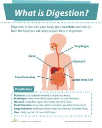 All About The Digestive System Lesson Plan Education Com Lesson Plan Education Com Digestive System Lessons Human Body Systems Digestive System Diagram