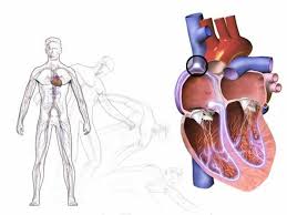 Vasovagal syncope, or the common faint, is the most common cause of syncope. Sincope Vasovagal La Emotividad Y El Estres A Flor De Piel Periodistas En Espanol