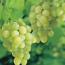 Choose small orange trees, plant a large grape arbor, or design a landscape with a variety of fruit trees and vines. Seedless Thompson Grape Gurney S Seed Nursery Co
