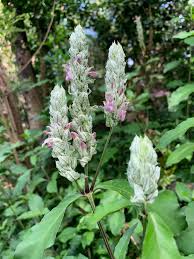 Image result for Justicia betonica