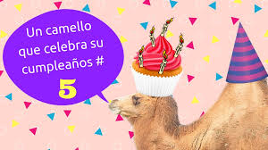 Si has decidido practicar con estos dos juegos mentales, pero no tienes claro si lo has hecho bien, estas son las soluciones a las propuestas Respuesta A La Adivinanza De Las 2 Jorobas 1 Pastel Y 5 Velitas Adivinanzas Divertidas Para Ninos Y Grandes Con Respuestas
