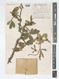 Image result for Vitellariopsis