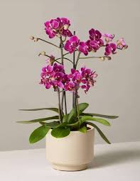 Maybe you would like to learn more about one of these? Where To Find The Best Orchids For Sale In The Usa Petal Republic