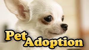 Pet problems such as behavior and health are the most common reasons that owners rehome their pets. It S National Adopt A Shelter Pet Day Wear