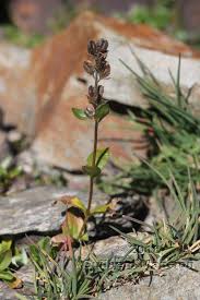 Image result for Veronica abyssinica