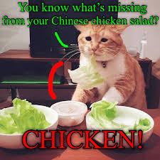 Every Week We Collect The Highest Voted Cat Memes That Our Users Created For Icanhas Cheezburger S Lolcats Cats Funnycats Vegan Cat Funny Cat Memes Memes