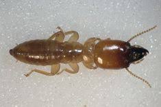 Find residential pest control that you can rely on. 20 Termite Pest Control Ideas Pest Control Termite Control Termites