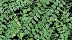 Image result for Asplenium variabile