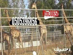 للبيع جوز زرافات Novelty Sign Novelty