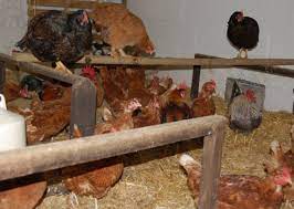 Keeping Your Chickens Warm This Winter Your Chickens