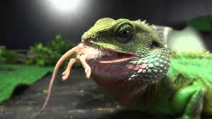 See full list on petmd.com Chinese Water Dragon Alchetron The Free Social Encyclopedia