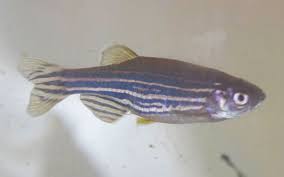 Pregnant Zebra Danio Is Your Fish Going To Lay Eggs Aquariumnexus