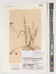 Image result for Utricularia formula