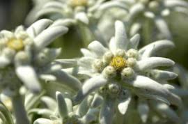 Albul floarei este un simbol al purității, prieteniei, al dorinței de ajutor și respect reciproc. Seminte D 165 Floare De Colt Leontopodium Alpinum