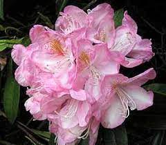 Plant Descriptions Rhododendron Plant Rhododendron Plants