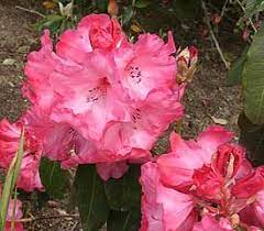 Plant Descriptions Hybrid Rhododendrons Rhododendron Plant Rhododendron Azaleas