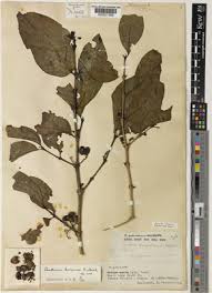 Image result for Afrocanthium vollesenii