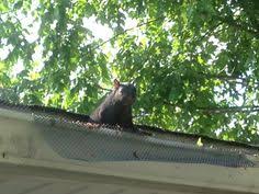 The penultimate sign that you have a squirrel problem is squirrel nests. 30 Gutter Guard Fails Ideas Gutter Guard Gutter Gutters