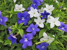 Image result for Browallia