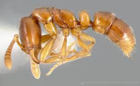 Image result for Zornia punctatissima