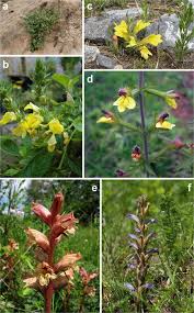 Image result for Harveya alectroides