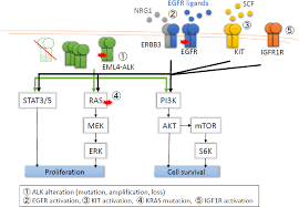 Image result for ALK Inhibitor