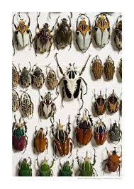 On donation it flies at the bottom left of the museum around the coconut palm where the crabs reside. Goliath Beetles Goliath Beetle Beetle Insect Collection