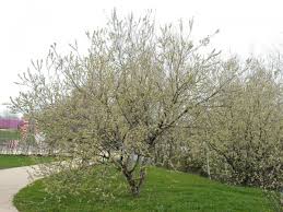Palmweide Salix Caprea Kaufen