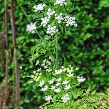 Check spelling or type a new query. Plante Anti Mouche La Liste Des 20 Plantes Les Plus Efficaces Plante Anti Mouche Anti Mouche Plante