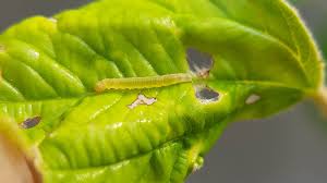 Image result for Archips rosanus