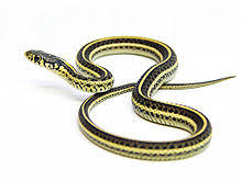 Garter snakes prefer tall grass, marshland (near water), forested areas. Plains Garter Snake Wikipedia