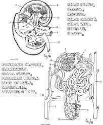 Search help in finding structure of the nephron printable worksheet. Kidney Coloring