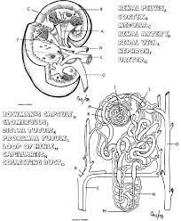 The urine that is produced is light in colour and higher in volume because it is less. Kidney Coloring