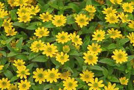 Image result for foto Vitálka