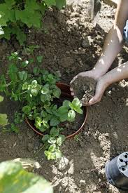 Minze Pflanzen Blumentopf Als Wurzelsperre Minze Pflanzen Pflanzen Bepflanzung
