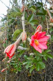 Image result for Chironia laxiflora