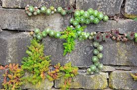 17251685 Plants Growing Out Of Old Brick Garden Wall Stock Photo Jpg 1300 854 Pflanzen Anbau Kosten Gartenmauer