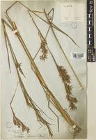 Image result for Hyparrhenia bracteata