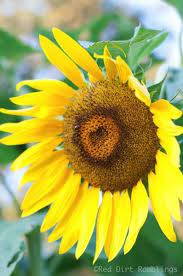 Which Flowers Are Easy To Grow From Seed Red Dirt Ramblings Growing Seeds Growing Sunflowers Flower Structure