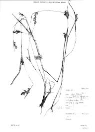 Image result for Scleria foliosa