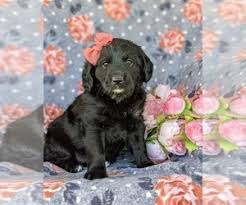 Labradoodles make wonderful therapy dogs, and are often employed for use with people. View Ad Miniature Labradoodle Puppy For Sale Near Pennsylvania Glen Rock Usa Adn 267775