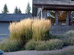 Calamagrostis X Acutiflora Karl Foerster Like The Height Differences And Using Grass As An Anchor Landschaftsdesign Garten Garten Pflanzen