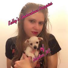 Kelly's Chihuahua Puppies