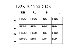 Dihybrid cross worksheet in rabbits, gray hair is dominant to white ggbb ggbb 2. Genetics Test Review Chapter 11 Match The Scientists