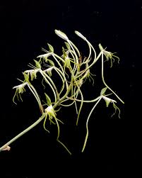 Image result for Polystachya steudneri