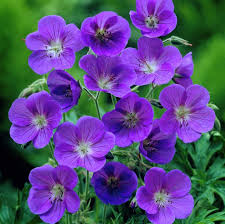 Image result for Geranium bohemicum Orhcid Blue
