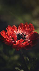 Red Anemone Flower Portrait 720x1280 Wallpaper Flowers Anemone Flowers Black Background