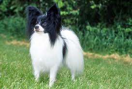 Papillon Dog Breed Information