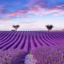 Ada beberapa jenis bunga yang akan dibahas, yaitu, mawar, melati, tulip, anggrek, alamanda, anyelir, matahari, asoka, aster, camelia, edelweis, kembang. 10 Potret Plateau De Valensole Ladang Lavender Memesona Di Prancis